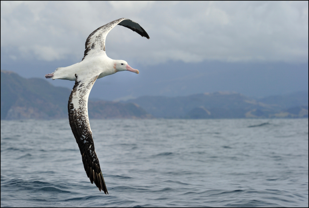 Observation des oiseaux