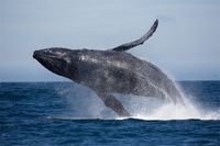 Tour en bâteau pour aller voir les baleines