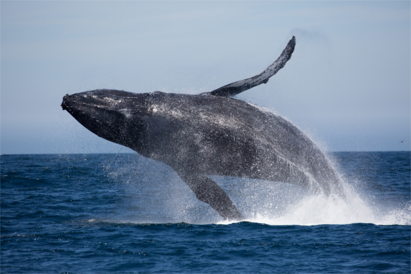 Tour en bâteau pour aller voir les baleines
